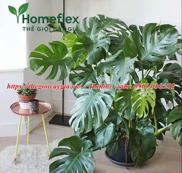 Cây giả phòng khách