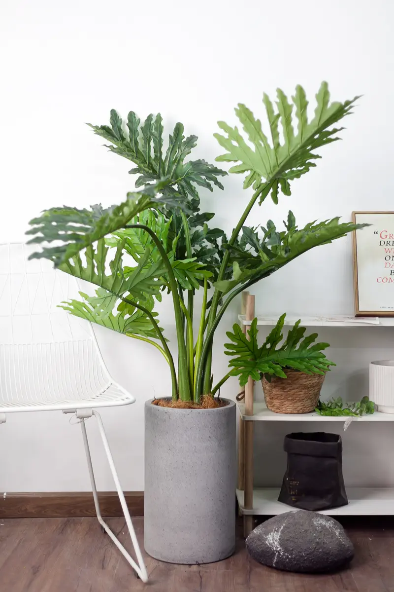 Cây trầu bà thanh xuân giả 120cm