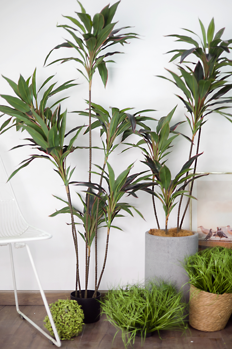 CC574 4 - Cây huyết dụ đỏ giả CC574 4 - Cây huyết dụ đỏ giả