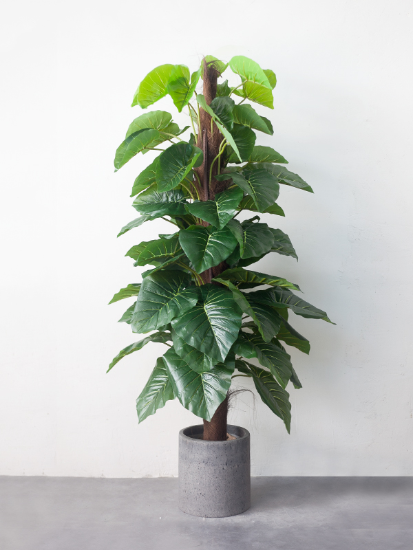 CC64 2 - Cây trầu bà leo cột giả 160 cm CC64 2 - Cây trầu bà leo cột giả 160 cm