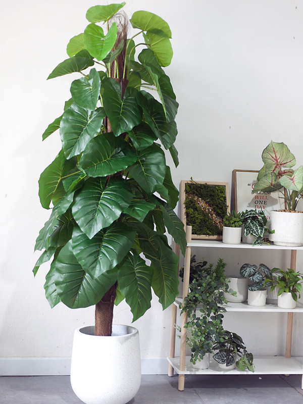 Cây trầu bà leo cột giả 160 cm
