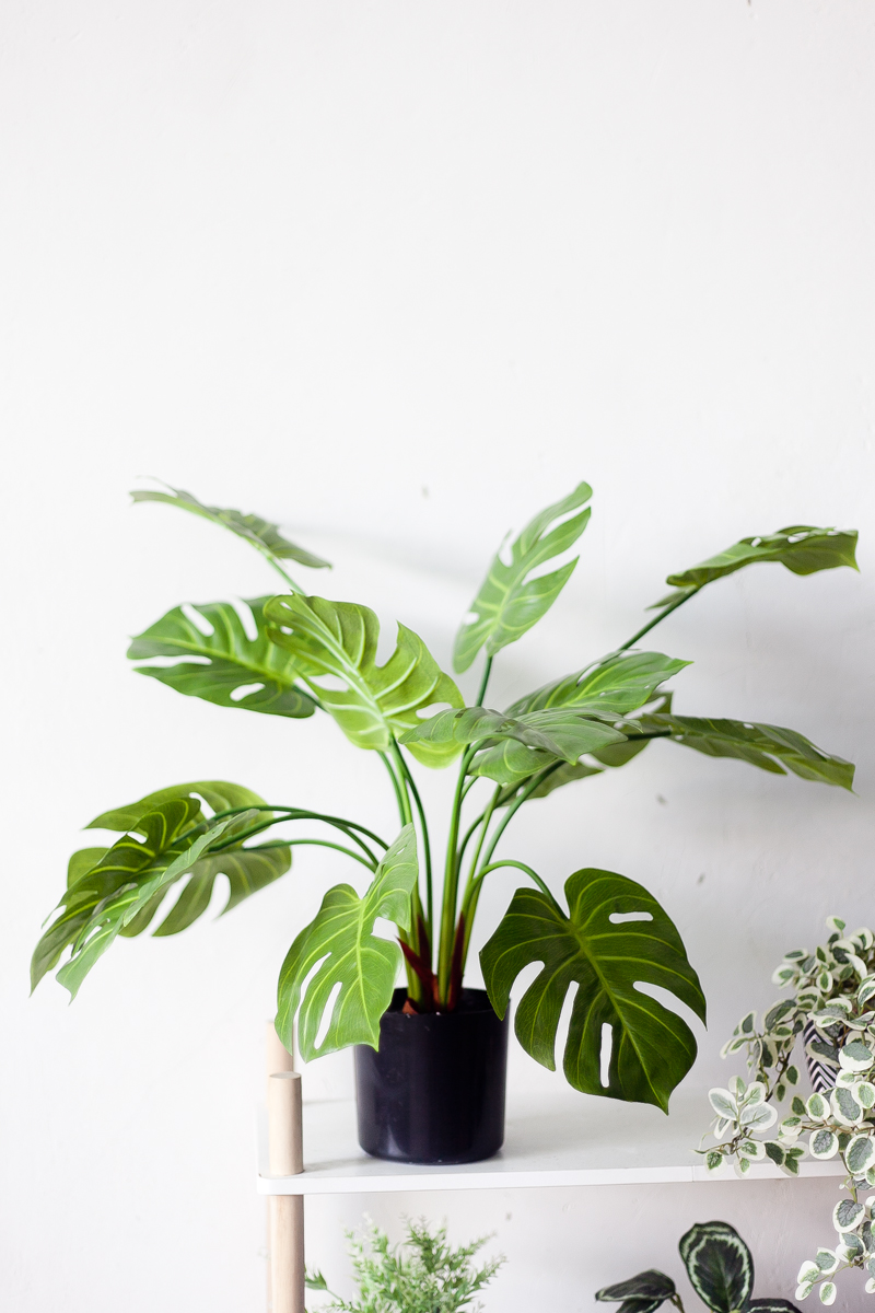 NC03 2 - Cây Trầu Bà Lá Xẻ Giả - 70cm NC03 2 - Cây Trầu Bà Lá Xẻ Giả - 70cm