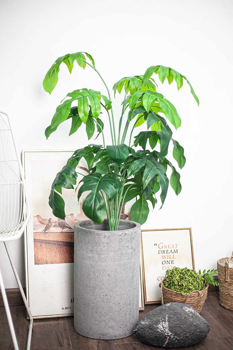 Cây trầu bà cánh én giả